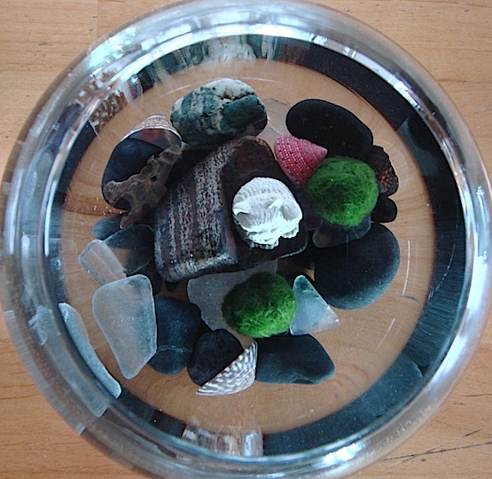marimo_terrarium