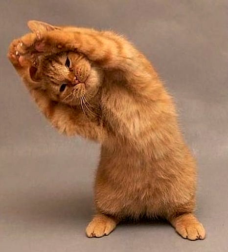 yogakitty