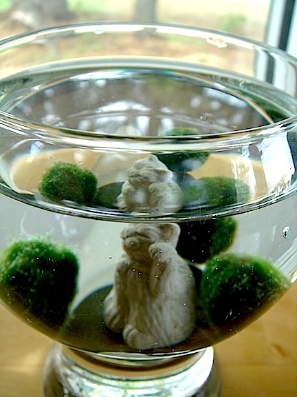 marimo_terrarium