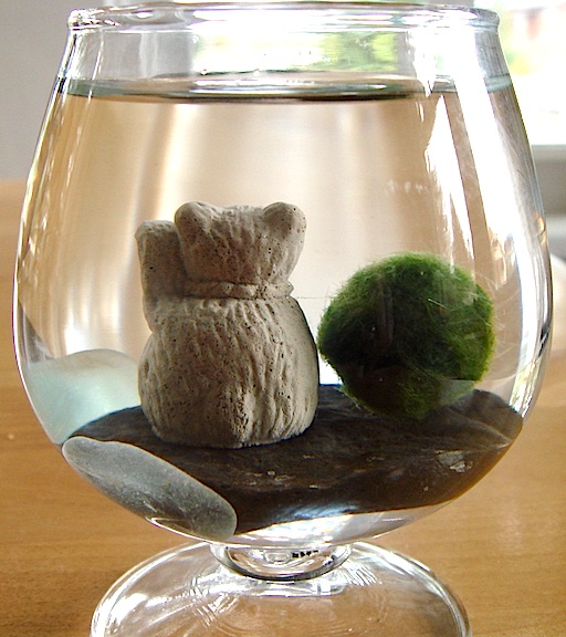 marimo_terrarium