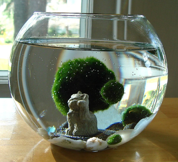 Double Luck and Happiness Nano Marimo Ball and Maneki Neko Aquarium  Terrarium