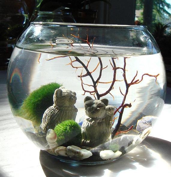 SALE GIANT Decanter Live Marimo Ball Zen Pet Terrarium