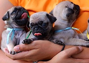 pug-pups