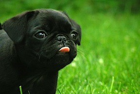 pug-tongue