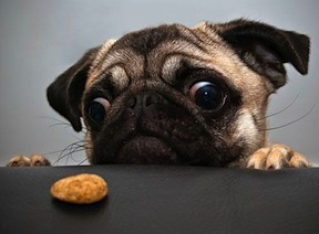 pug-want