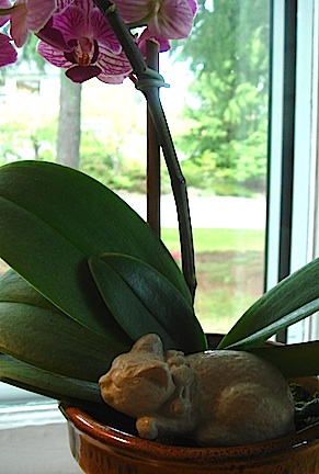 Mini Sleeping Cats