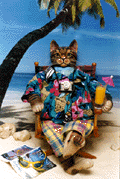 tourist cat doll