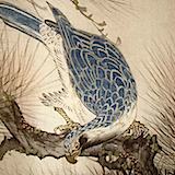 hawk_kimono
