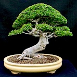 chinese
                                                          elm